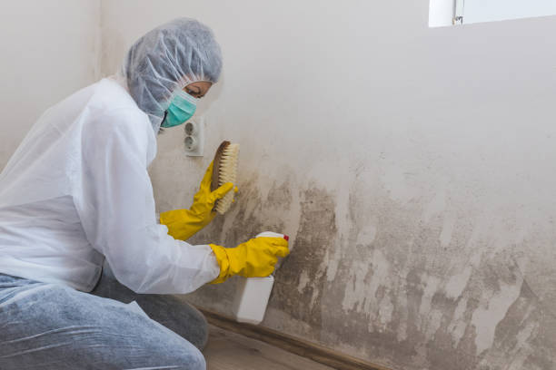 Trusted Winchester, MO Mold Removal Experts