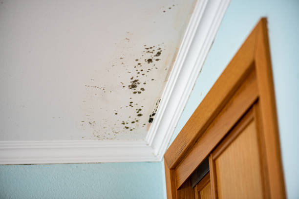 Best Mold Remediation Services  in Winchester, MO