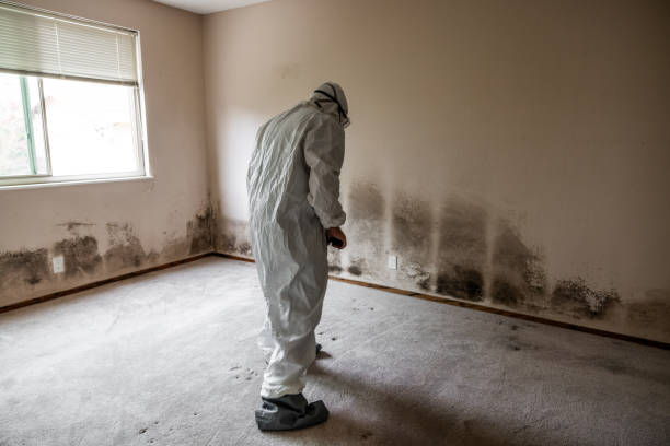 Mold Removal and Inspection in Winchester, MO