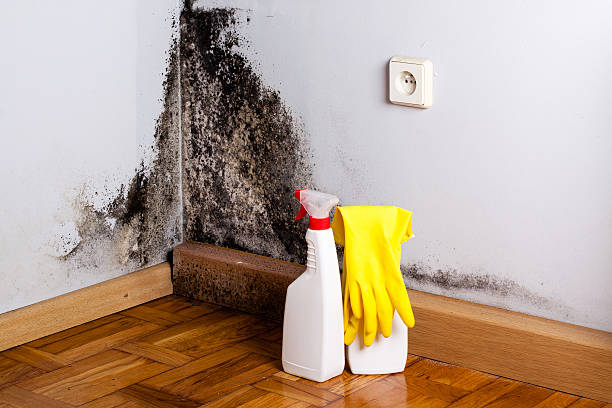 Mold Testing and Removal in Winchester, MO